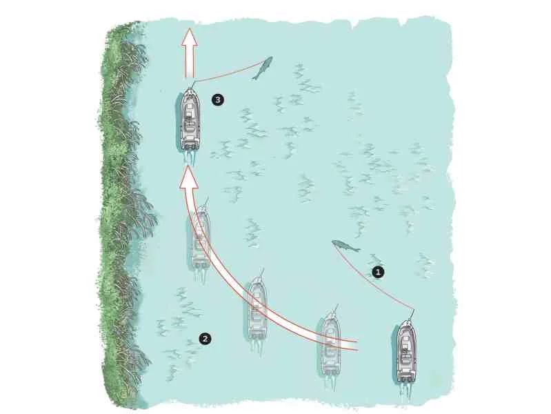 Diagram of fighting fish inshore