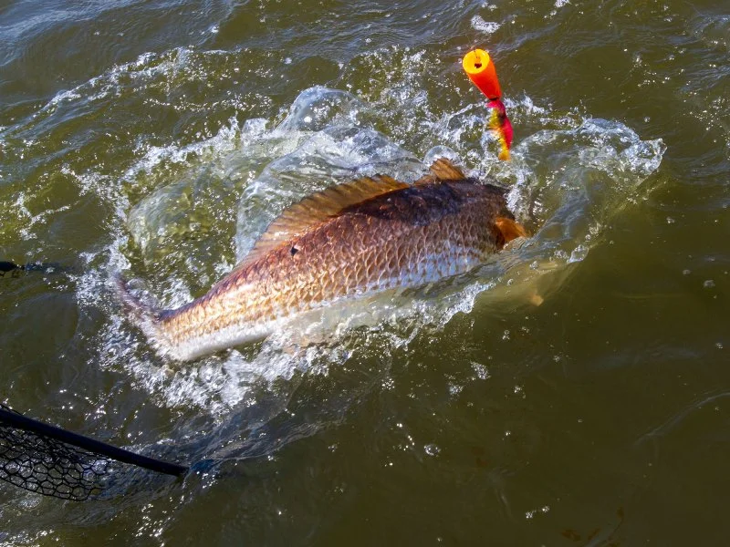 North Carolina Coastal Fisheries Case Moves Toward Remedy Phase