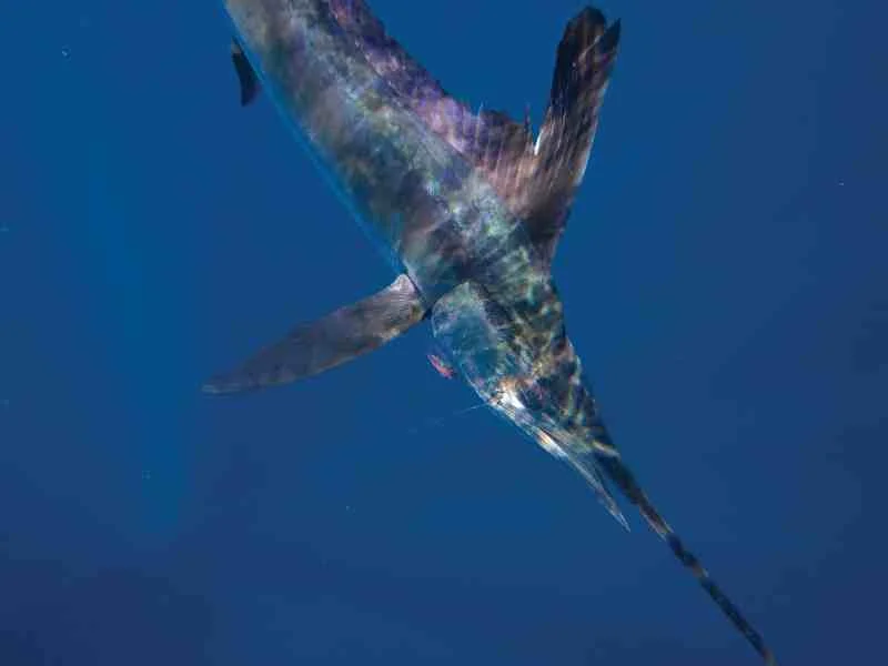 Pitch-Baiting for Marlin, Sailfish and Mahi: Tackle and Techniques