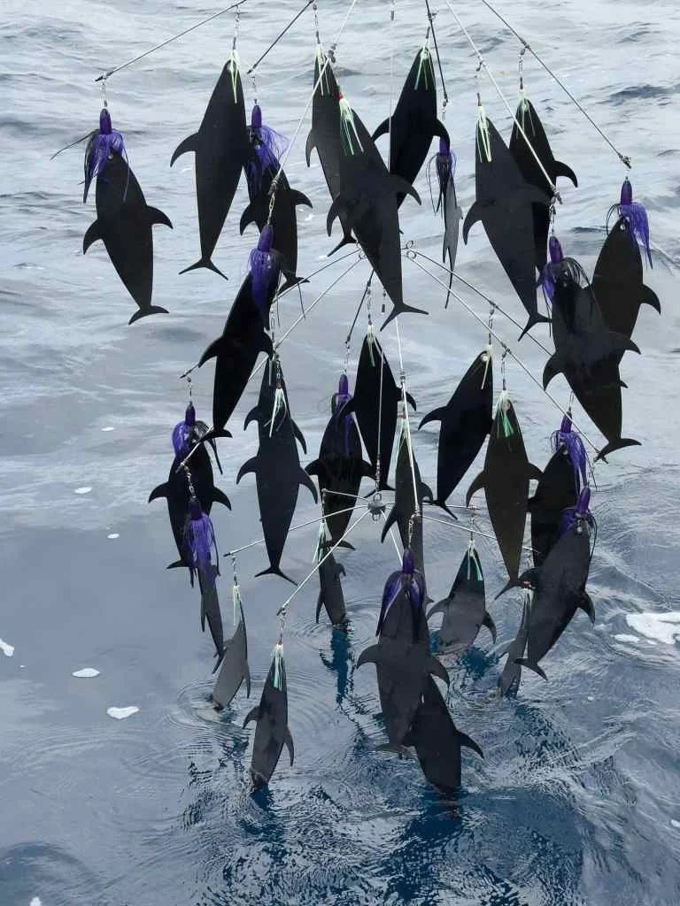 Spread for marlin fishing