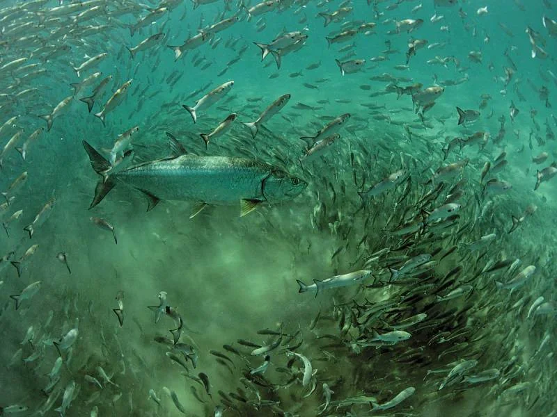Tarpon attacking bait